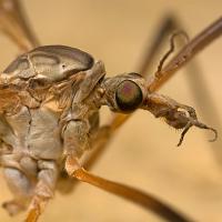 Crane Fly 1 